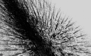 снимок леса с помощью л-скан